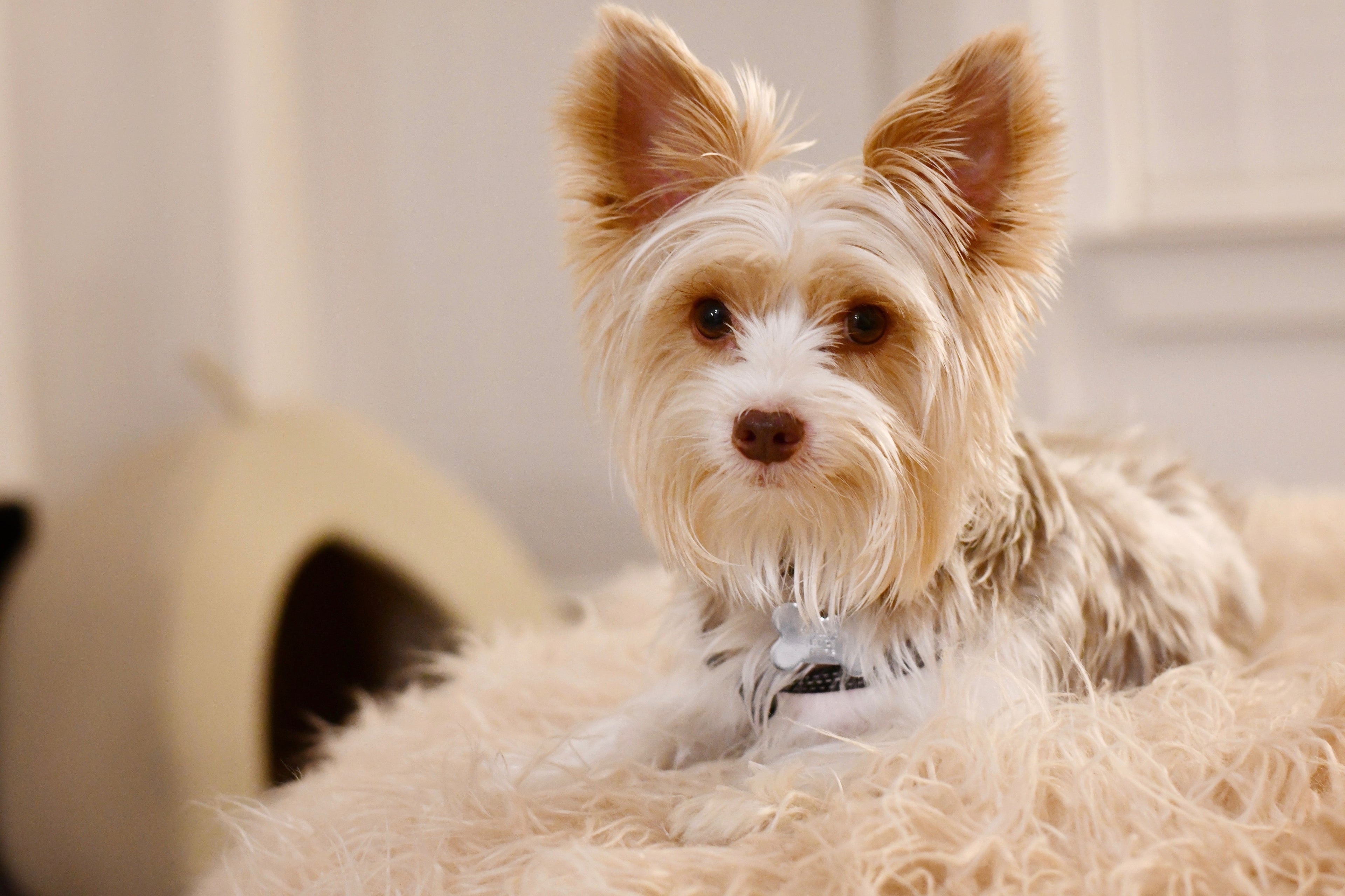 Groom & Glow your pet with our Pawfection Products.